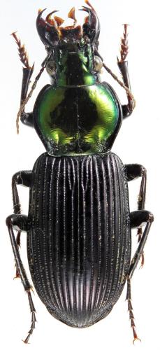 Réf. 198 097 : Trigonotoma nitidicollis