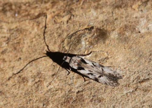 Réf. 198 675 : Carpatolechia decorella