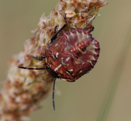 Réf. 198 883 : Carpocoris sp.