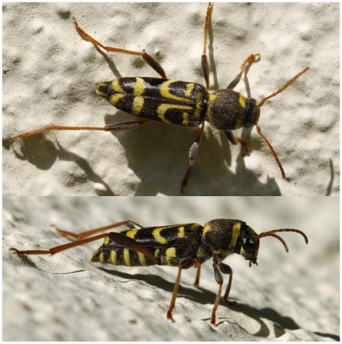 Xylotrechus arvicola