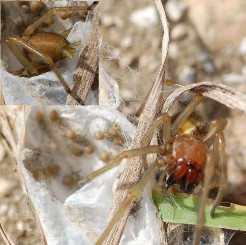 Cheiracanthium sp.