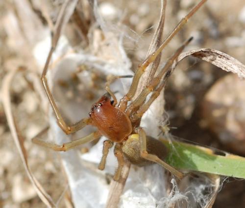 Cheiracanthium sp.