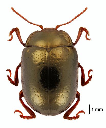 Réf. 198 974 : Chrysolina bankii