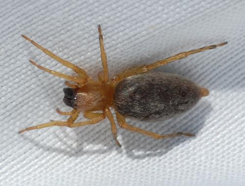 Clubiona sp.