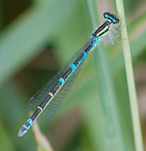 Réf. 198 981 : Coenagrion scitulum