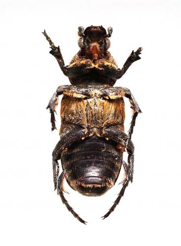 Coenochilus armiger