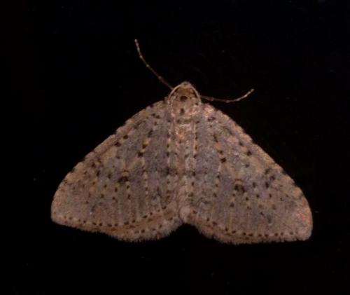 Réf. 198 027 : Colostygia multistrigaria