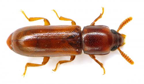 Réf. 198 671 : Corticeus suberis