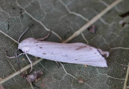 Réf. 198 188 : Coscinia cribraria