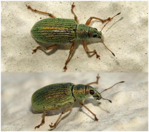 Réf. 198 915 : Polydrusus formosus