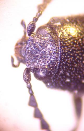 Limonius minutus