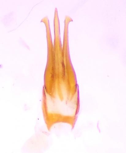 Limonius minutus