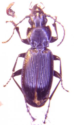 Pterostichus dufourii