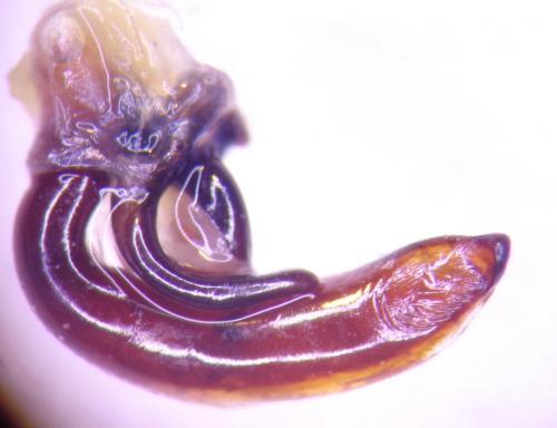 Pterostichus dufourii