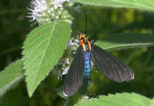 Réf. 198 263 : Ctenucha rubroscapus