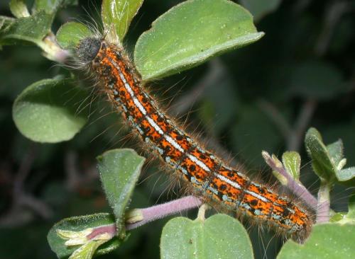 Malacosoma californicum