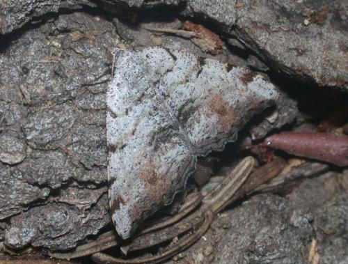 Speranza quadrilinearia