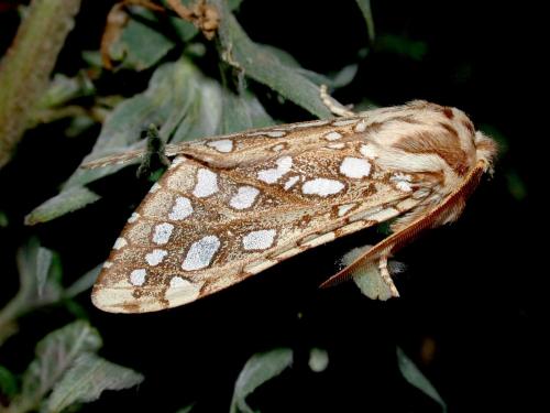 Lophocampa argentata