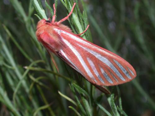 Pseudohemihyalea ambigua
