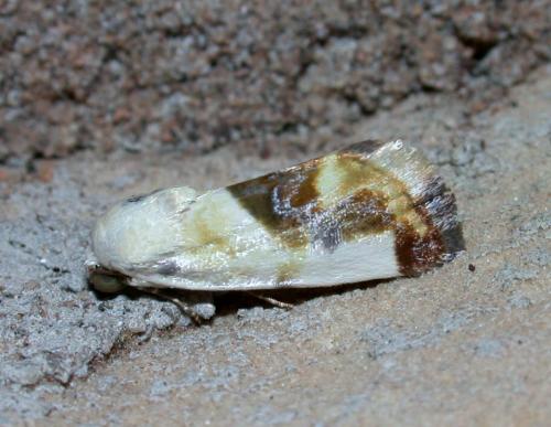 Tarache arida