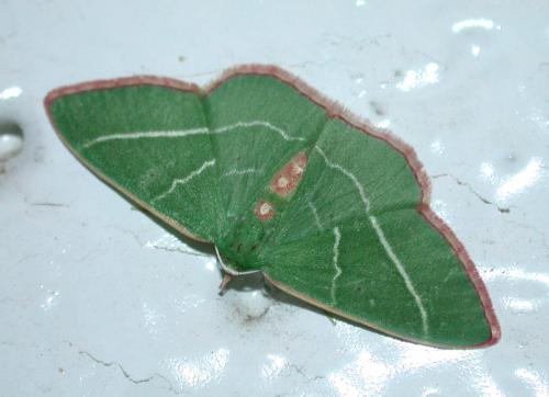 Nemoria obliqua