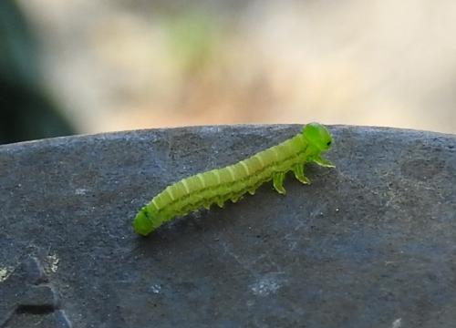 Réf. 198 148 : Nematinae inconnu