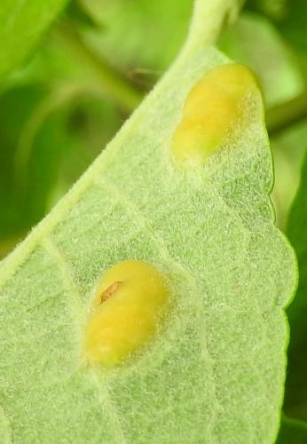 Euura bridgmanii
