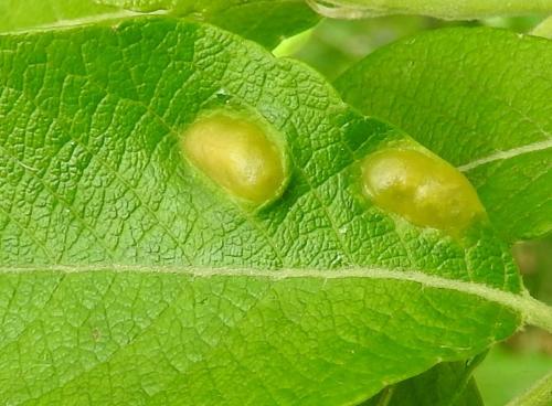 Euura bridgmanii