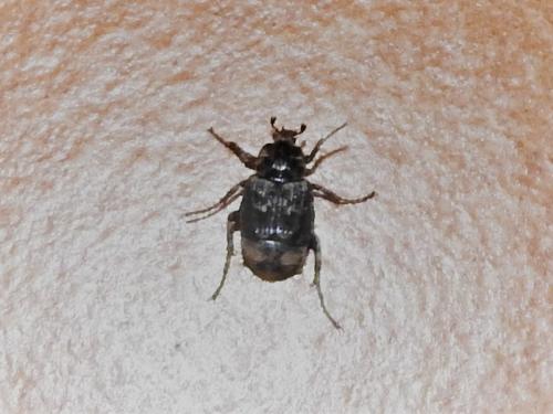 Valgus hemipterus