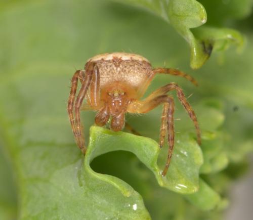 Réf. 198 229 : Araneus sp.