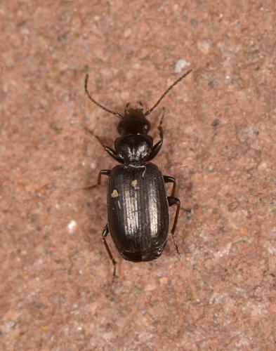 Réf. 198 814 : Syntomus truncatellus