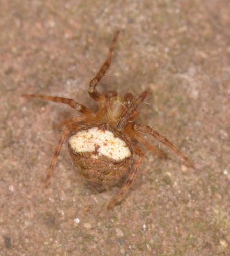 Réf. 198 228 : Araneus sp.