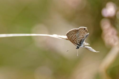 Réf. 198 247 : Leptotes pirithous