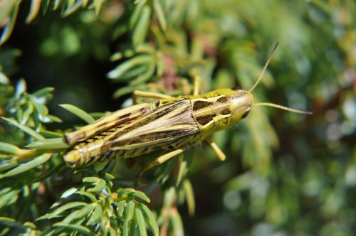 Réf. 198 272 : Arcyptera fusca