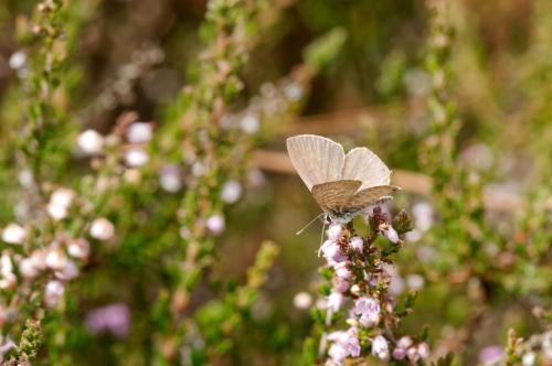 Réf. 198 248 : Leptotes pirithous