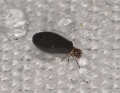 Réf. 198 149 : Cryptocephalinae inconnu