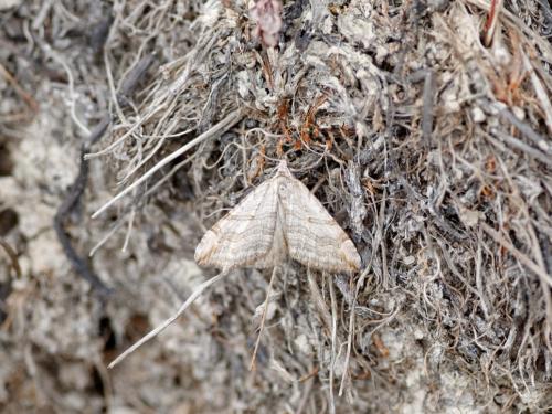 Réf. 198 331 : Aplocera efformata