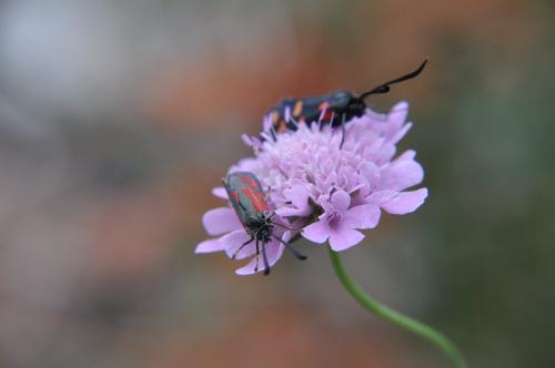 Zygaena loti