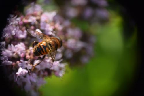 Eristalis tenax