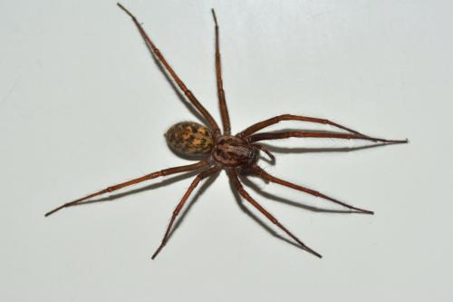 Eratigena atrica