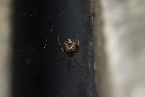 Parasteatoda tepidariorum