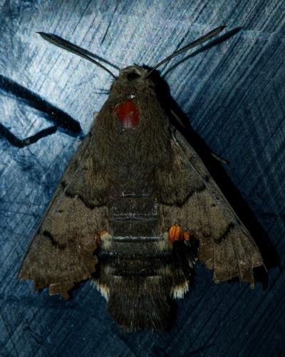 Macroglossum stellatarum