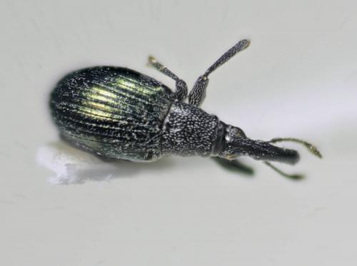 Réf. 198 718 : Apioninae inconnu