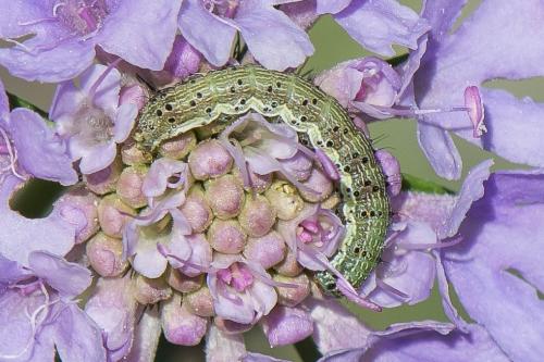 Réf. 198 382 : Helicoverpa armigera