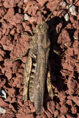 Chorthippus sp.