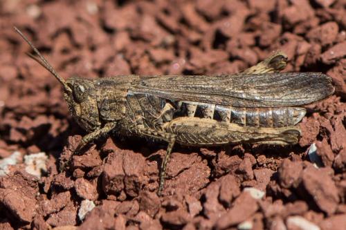 Réf. 198 558 : Chorthippus sp.