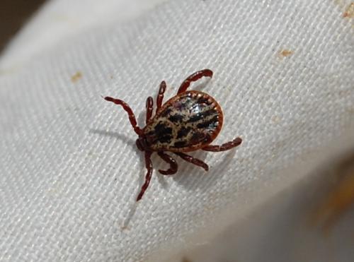 Réf. 198 670 : Dermacentor sp.