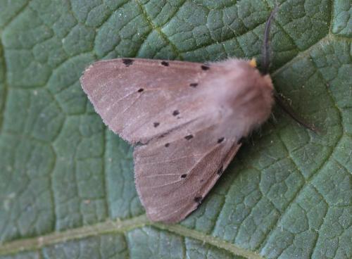 Diaphora mendica