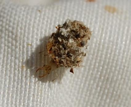 Pseudomallada sp.