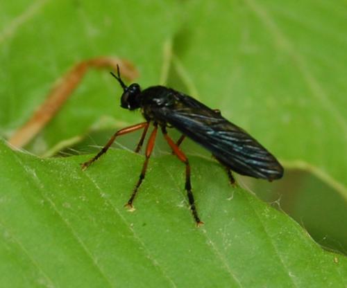 Dioctria oelandica